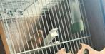 Roodmus man opaal split 2025, Dieren en Toebehoren, Vogels | Overige Vogels, Mannelijk, Tropenvogel, Geringd