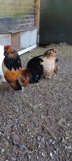 Mooie Antwerpse baardkriel kipjes, Vrouwelijk, Kip