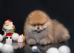 Pomeriaan pup | klein | volledig gevaccineerd | betrouwbaar, Dieren en Toebehoren, Reu, 8 tot 15 weken, Buitenland, Eén hond