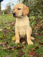 Golden retriever x labrador pups, Dieren en Toebehoren, Honden | Retrievers, Spaniëls en Waterhonden, Rabiës (hondsdolheid), 8 tot 15 weken