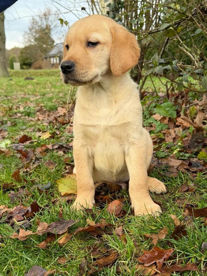 Golden retriever x labrador pups, Dieren en Toebehoren, Honden | Retrievers, Spaniëls en Waterhonden, Meerdere dieren, Labrador retriever