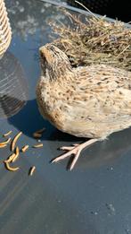 Japanse kwartel kuikens., Dieren en Toebehoren, Vogels | Overige Vogels, Geslacht onbekend, Tropenvogel