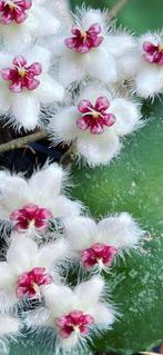 Hoya Caudata Sumatra, In pot, Minder dan 100 cm, Bloeiende kamerplant, Halfschaduw