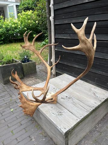 Fins rendier gewei beschikbaar voor biedingen