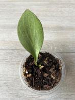 Hoya nicholsoniae New Guinea Ghost, Huis en Inrichting, Kamerplanten, Overige soorten, In pot, Minder dan 100 cm, Bloeiende kamerplant