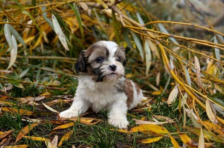 Super schattige kleine boomer pups, Dieren en Toebehoren, Honden | Chihuahua's en Gezelschapshonden, Meerdere dieren, Overige rassen