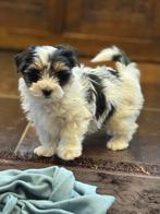 Biewer pups, België, Overige rassen, CDV (hondenziekte), 8 tot 15 weken