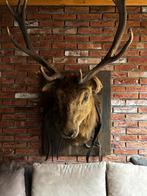 Opgezette Edelhert Kop - Prachtige Wanddecoratie, Verzamelen, Dierenverzamelingen, Ophalen, Gebruikt, Hert, Opgezet dier