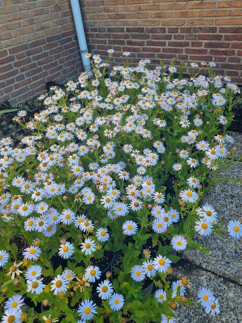 Kalimeris incisa madiva / zomeraster, Tuin en Terras, Planten | Tuinplanten, Vaste plant, Volle zon, Zomer, Ophalen
