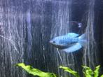 gourami blauw €3,95, Dieren en Toebehoren, Vis, Zoetwatervis