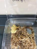 Nieuw binnen! Diverse morphs pacman frogs., Dieren en Toebehoren, Overige soorten, Met terrarium, 0 tot 2 jaar