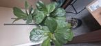 Ficus Lyrata, Huis en Inrichting, Ophalen of Verzenden, Ficus, Halfschaduw, 150 tot 200 cm