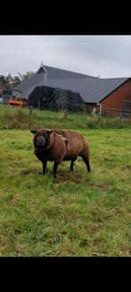 Blauwe texelaar ram, Dieren en Toebehoren, Mannelijk, Schaap