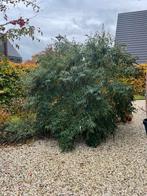 Prachtige Vlinderstruik voor uw tuin!, Overige soorten, 100 tot 250 cm, Zomer, Ophalen