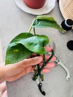Epipremnum aureum, Huis en Inrichting, Kamerplanten, Ophalen of Verzenden, Overige soorten, Minder dan 100 cm