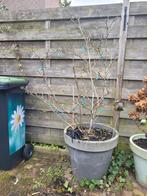 Magnolia boom incl pot, Tuin en Terras, Planten | Bomen, Overige soorten, Lente, 100 tot 250 cm, Ophalen