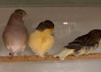 Kanaries glosters per koppel, Dieren en Toebehoren, Vogels | Kanaries, Meerdere dieren, Postuurkanarie