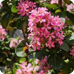 Escallonia leavis 'Pink Elle', Escallonia zomerbloeier, Overige soorten, Volle zon, Vaste plant, Ophalen of Verzenden