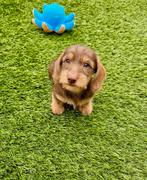 Ruwhaar dwerg teckel pups, Dieren en Toebehoren, Nederland, CDV (hondenziekte), 8 tot 15 weken, Teef