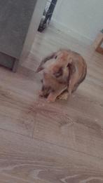 Konijn, Dieren en Toebehoren, Konijnen, Geslacht onbekend, 0 tot 2 jaar