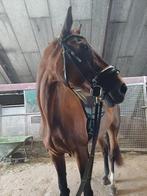 Bijrijd/Verzorgpaard aangeboden!, Dieren en Toebehoren, Paarden en Pony's | Overige Paardenspullen, Ophalen, Overige soorten
