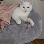 Lieve kater Lucky zoekt een nieuwe huis!, Kater, 0 tot 2 jaar