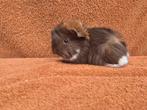Peruvian beertje fok stamboom knuffel choco goud wit lief, Cavia, Mannelijk, Juli, Tam
