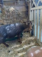 Quessant schaapjes, Dieren en Toebehoren, Schapen, Geiten en Varkens, Vrouwelijk, Schaap, 3 tot 5 jaar