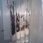 Camponotus pilicornis 1q 200-250w | mieren ant mierenkolonie, Dieren en Toebehoren, Mieren