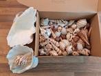 tritonhoorn doopfontschelpen schelpenverzameling 90x 2.7 kg, Ophalen of Verzenden