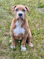 American Bully xl met stamboom, Overige rassen, CDV (hondenziekte), 8 tot 15 weken, Teef