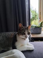 Lieve poes zoekt een nieuw huisje, Dieren en Toebehoren, Katten en Kittens | Overige Katten, Poes, Kortharig, 6 jaar of ouder