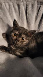 Britse korthaar kittens Mogen na nieuw huisje, Dieren en Toebehoren, Katten en Kittens | Raskatten | Korthaar, Meerdere dieren