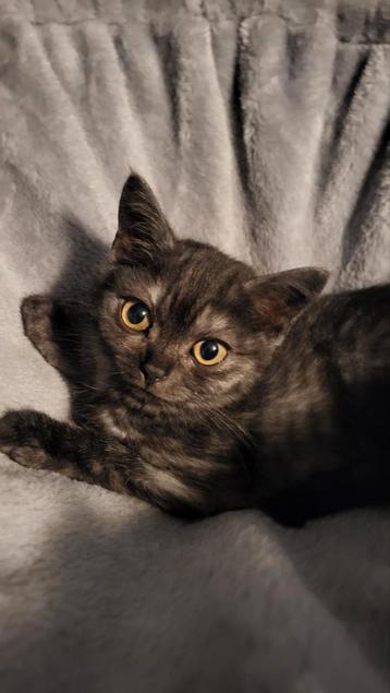 Britse korthaar kittens Mogen na nieuw huisje beschikbaar voor biedingen
