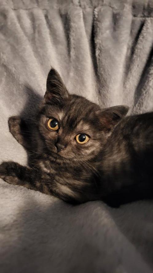 Britse korthaar kittens Mogen na nieuw huisje, Dieren en Toebehoren, Katten en Kittens | Raskatten | Korthaar, Meerdere dieren