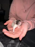 Baby ratjes 🐀, Oktober, Meerdere dieren, Rat