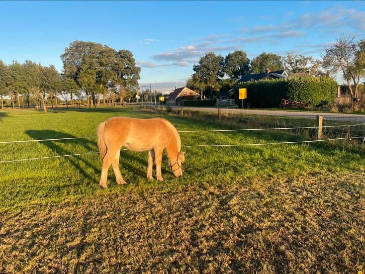 Fjorden merrieveulen, Dieren en Toebehoren, Paarden, Merrie, Niet van toepassing, Minder dan 160 cm, 0 tot 2 jaar, Recreatiepaard