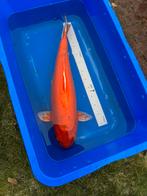 Doitsu benigoi 60cm, Dieren en Toebehoren, Karper of Koi