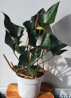 Anthurium Arrow., Overige soorten, Minder dan 100 cm, Ophalen of Verzenden, Halfschaduw