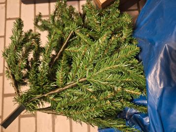 Kerstboom  beschikbaar voor biedingen