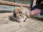 leeuwenkop konijn hangoor, Dieren en Toebehoren, Klein, Vrouwelijk, Hangoor