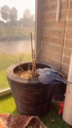Vermist!!! Jonge Halsbandparkiet Kleur: Violet, Dieren en Toebehoren, Vogels | Parkieten en Papegaaien, Geslacht onbekend, Parkiet