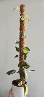 Scindapsus Jade satin variegata stekje, Overige soorten, Minder dan 100 cm, Ophalen of Verzenden, Halfschaduw