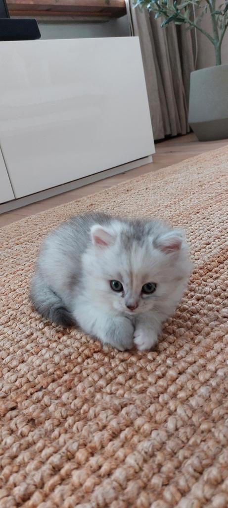 3 lieve half Main Coon half Perzische kittens., Dieren en Toebehoren, Katten en Kittens | Raskatten | Langhaar