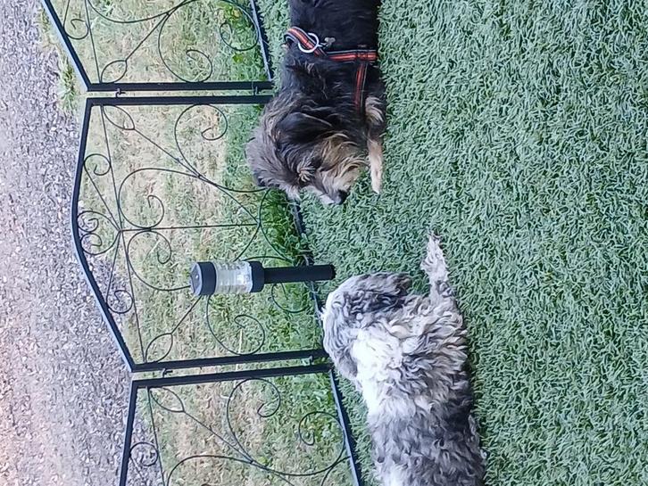 Afscheidingshek, Dieren en Toebehoren, Hondenhokken, Zo goed als nieuw, 100 cm of meer, 110 cm of meer, Ophalen