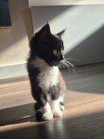 Kitten te koop, Dieren en Toebehoren, Katten en Kittens | Raskatten | Langhaar, Poes, Ontwormd, 0 tot 2 jaar