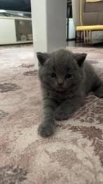 3 schattige Britse korthaar kittens – allemaal meisjes, Dieren en Toebehoren, Katten en Kittens | Dekkaters, 0 tot 2 jaar