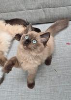 Ragdoll kittens, Dieren en Toebehoren, Katten en Kittens | Raskatten | Langhaar, Meerdere dieren, Gechipt