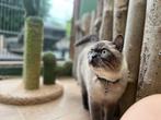 Kattenhotel en kattenpension In2Cats, Diensten en Vakmensen, Dieren | Katten | Verzorging, Oppas en Les, Pension of Dagopvang