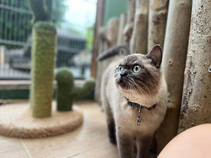 Kattenhotel en kattenpension In2Cats, Diensten en Vakmensen, Dieren | Katten | Verzorging, Oppas en Les, Pension of Dagopvang